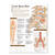 Understanding Low Back Pain Anatomical Chart