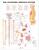 Autonomic Nervous System Anatomical Chart
