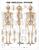 Skeletal System Anatomical Chart