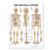Skeletal System Giant Chart