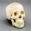 Budget Two-Piece Skull