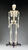 Budget Bart Four-Foot Skeleton