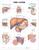 Liver Anatomical Chart
