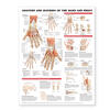 Anatomy and Injuries of the Hand and Wrist Anatomical Chart