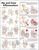 Hip and Knee Inflammations Anatomical Chart