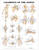 Ligaments of the Joints Anatomical Chart