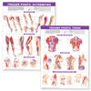 Trigger Point Chart Set: Torso & Extremities  Lam
