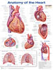 Anatomy of the Heart Anatomical Chart