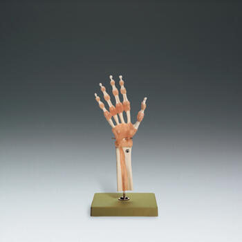 Functional Model of the Hand and Wrist