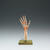 Functional Model of the Hand and Wrist