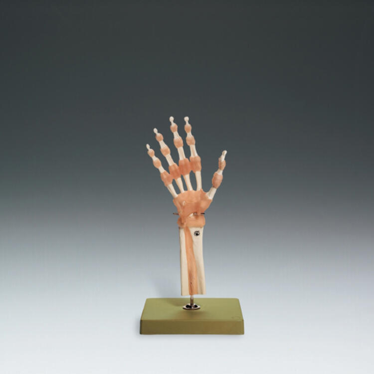 Functional Model of the Hand and Wrist