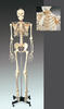 Numbered Budget Bucky Skeleton