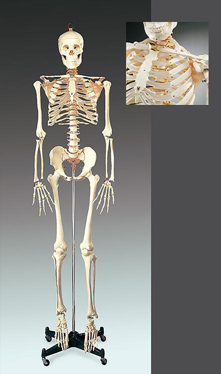 Numbered Budget Bucky Skeleton