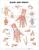 Hand and Wrist Anatomical Chart
