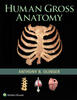Human Gross Anatomy