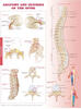 Anatomy and Injuries of the Spine