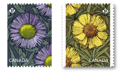 Marguerites : Timbres Permanents<sup>MC</sup> du régime intérieur - Carnet de 10