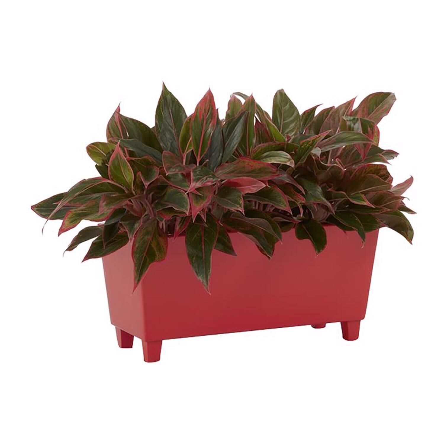 image-3