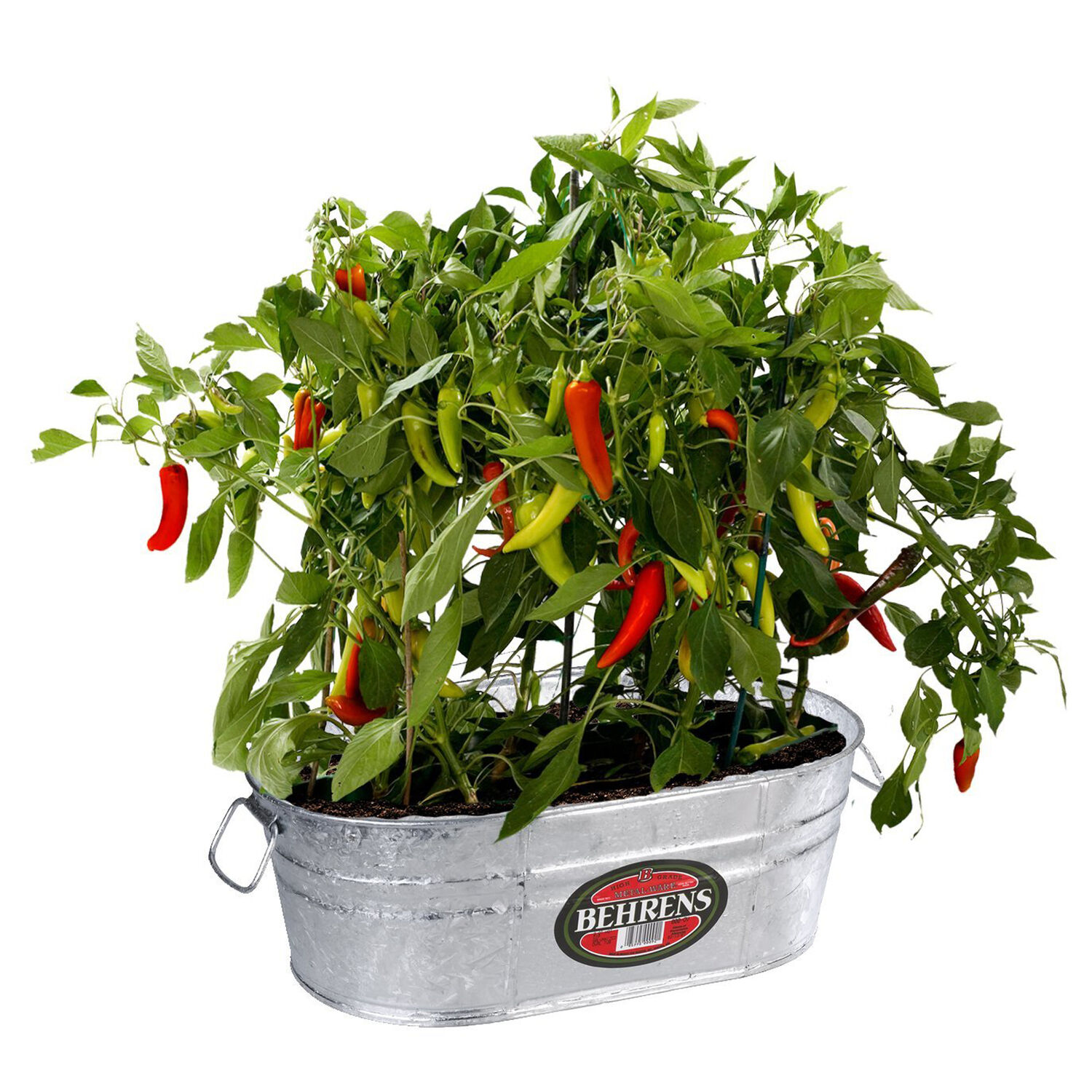 image-2