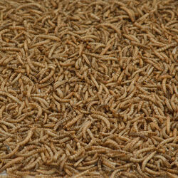 Kaytee Mealworms Songbird Dried Mealworm Mealworms 17.6 oz