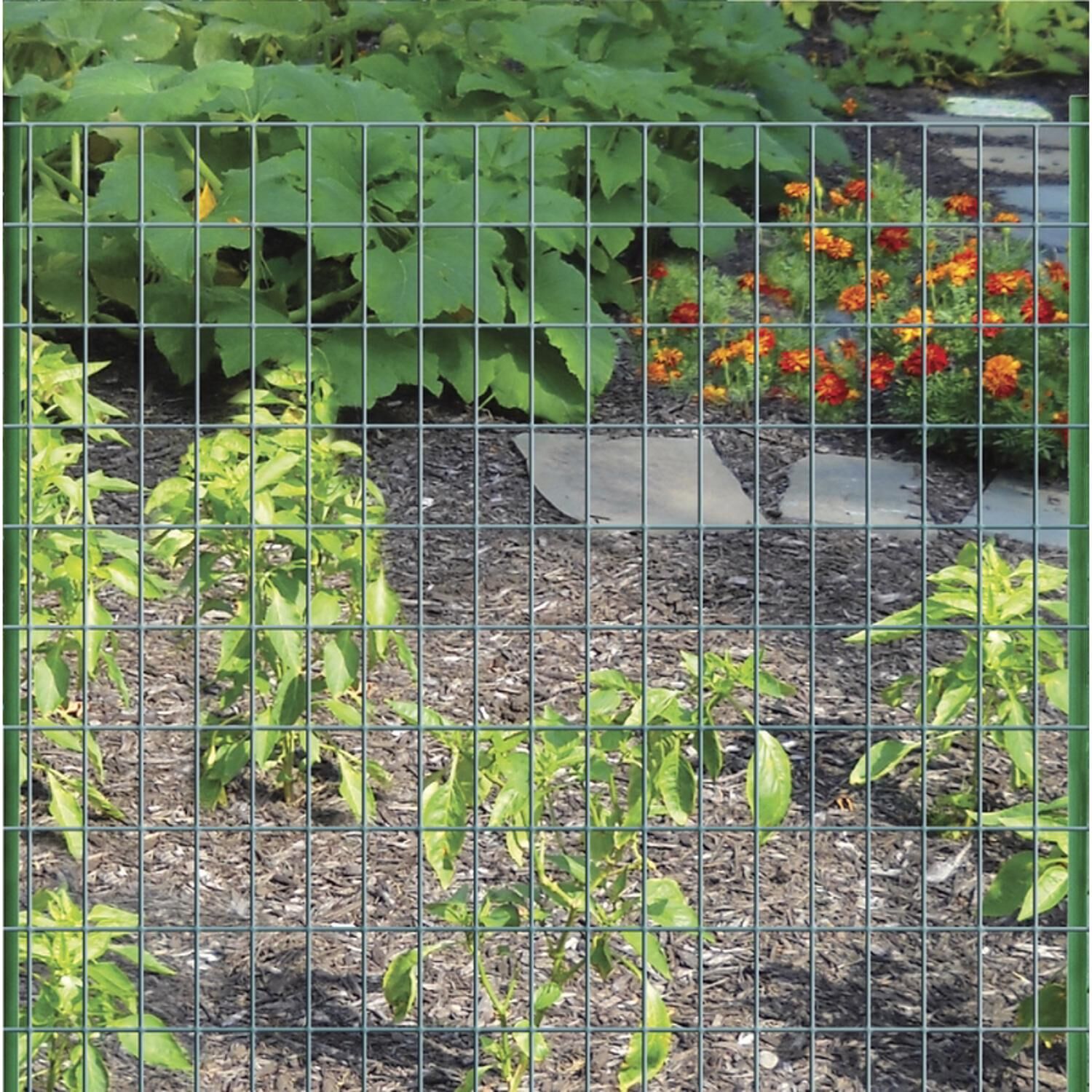 image-3