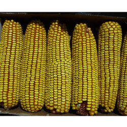 Kaytee Corn on the Cob Assorted Species Corn Squirrel and Critter Food 6.5 lb
