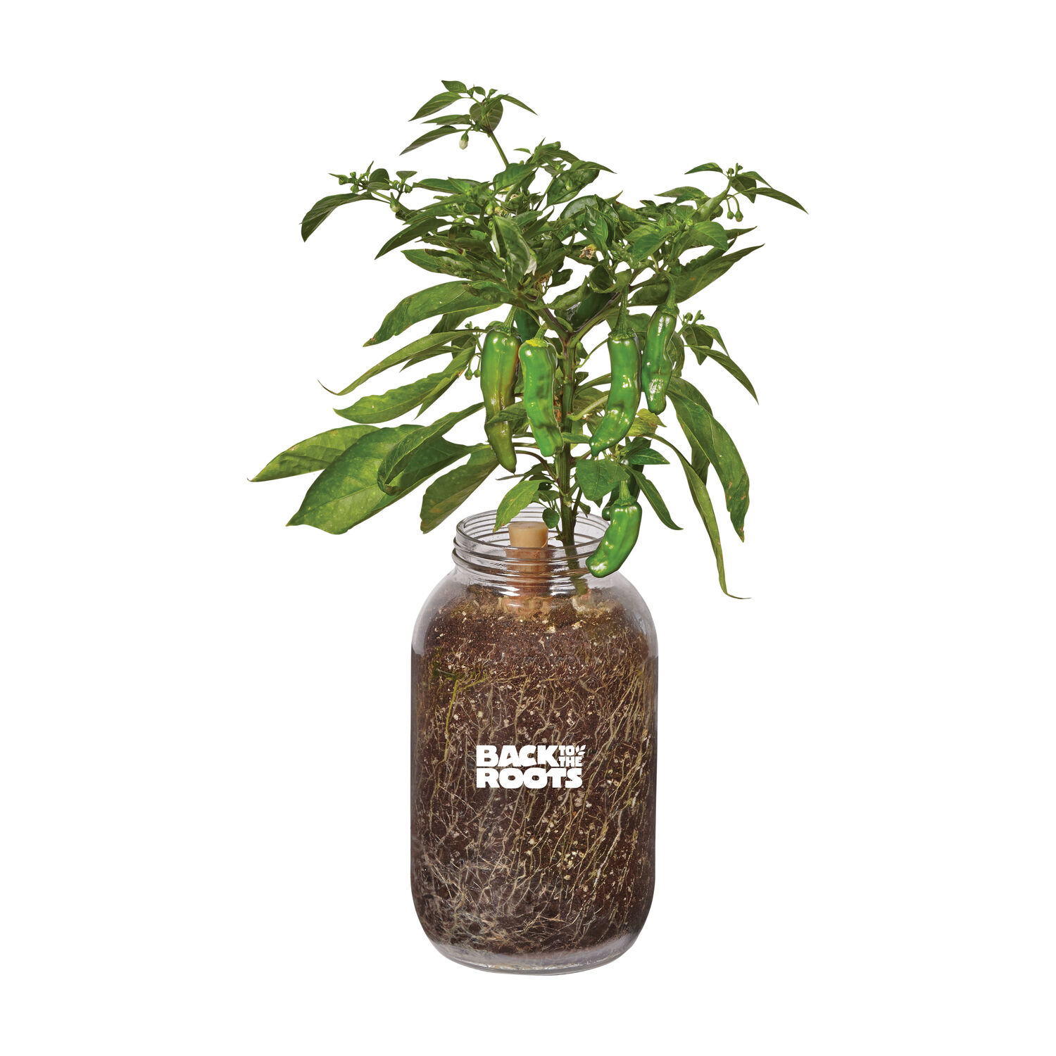 image-2