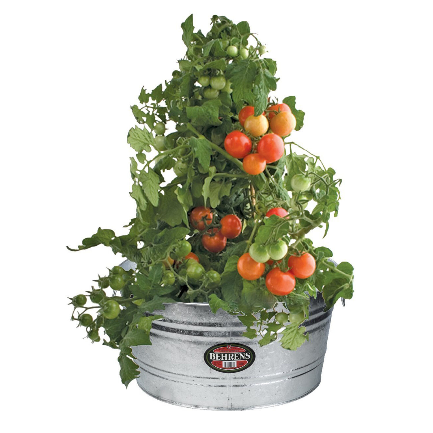 image-2