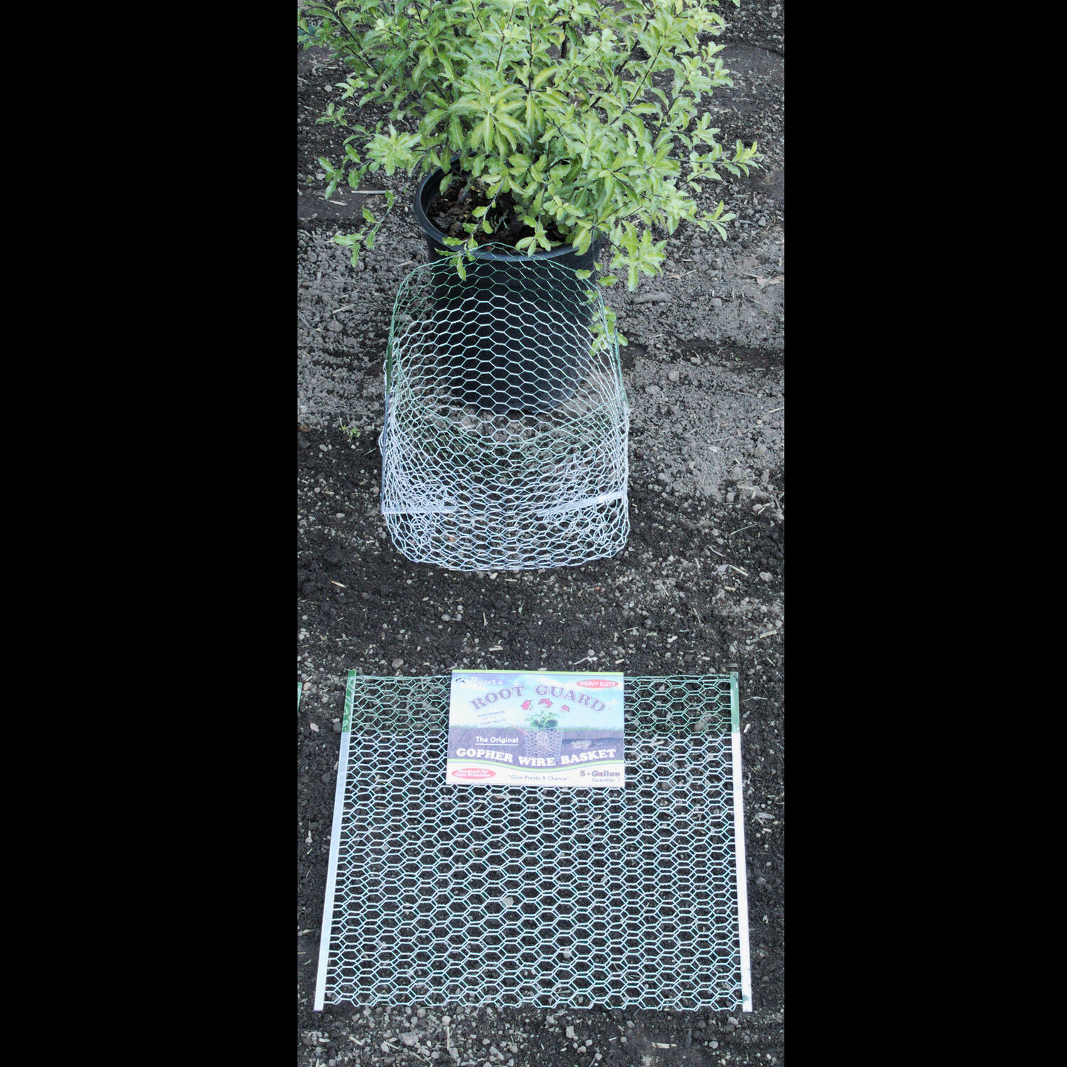 image-3